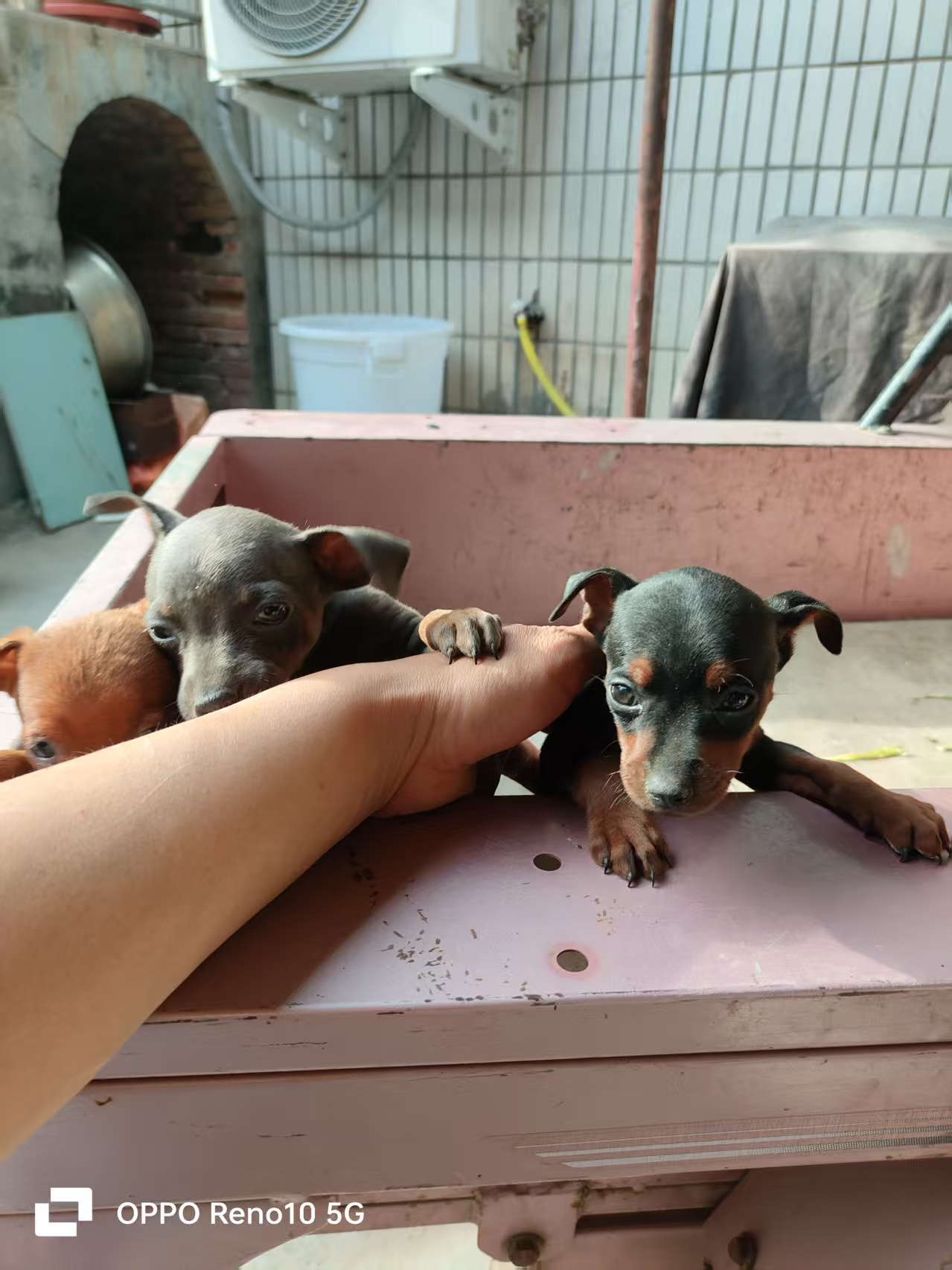 出售小鹿犬